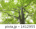 新緑のブナの木