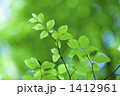 新緑のブナの葉