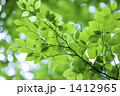 新緑のブナの葉