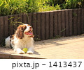 1413437