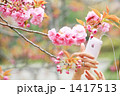 アイフォンで八重桜を撮る女性の手