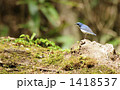 コルリ