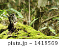 ミソサザイ