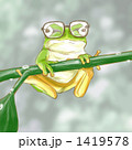 メガネガエル