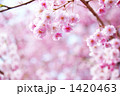 八重紅枝垂れ桜と枝1