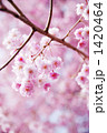 八重紅枝垂れ桜と枝２