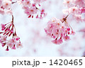 揺れる八重紅枝垂れ桜