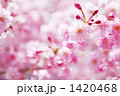 八重紅枝垂れ桜ちょっとアップ１