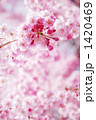 八重紅枝垂れ桜の蕾