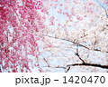 八重紅枝垂れ桜とソメイヨシノ