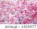 八重紅枝垂れ桜の花たくさん１