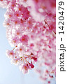 たくさん花がついた八重紅枝垂れ桜