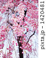 横から見た八重紅枝垂れ桜