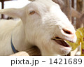 食事中のヤギ