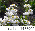 ハルジオン（春紫苑）
