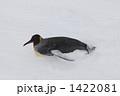 オウサマペンギン
