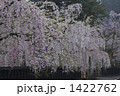 秋田　角館の枝垂れ桜