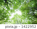 朝霧のブナ林