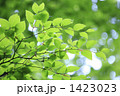 新緑のブナの葉