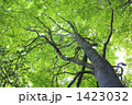 新緑のブナの木