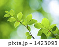 新緑のブナの葉