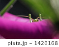 花と虫