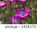 1426172