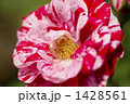 薔薇・品種名／アラベスク