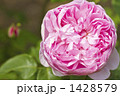 薔薇・品種名／チャールズ・レニー・マッキントッシュ