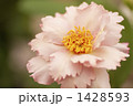 薔薇・品種名／クチュール・ローズ・チリア