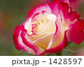 薔薇・品種名／ダブル・デライト