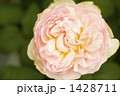 薔薇・品種名／シャリファ・アスマ