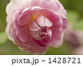 薔薇・品種名／ジ・インジニアス・ミスター・フェアチャイルド