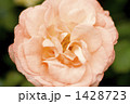 薔薇・品種名／ホワイトピーチオベーション