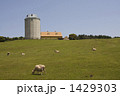 山羊と牧場