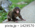 こざる