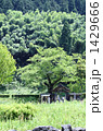 朝倉遺跡唐門と新緑