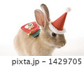サンタ帽とソックスを背負った子ウサギ