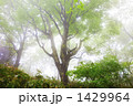 朝霧のブナ林