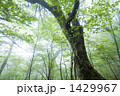 朝霧のブナ林