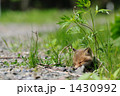 かわいい小ぎつねの昼寝