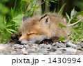 かわいい小ぎつねの昼寝（アップ）