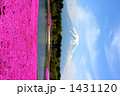 富士芝桜まつり