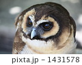 ふくろう