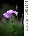 薄紫の菖蒲