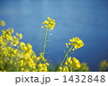 芥子菜