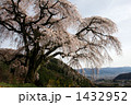 乙ヶ妻の枝垂れ桜 乙ヶ妻の枝垂れ桜