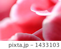 キュートでラブリーでロマンチックな紫陽花