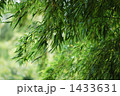 1433631