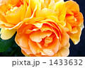 1433632